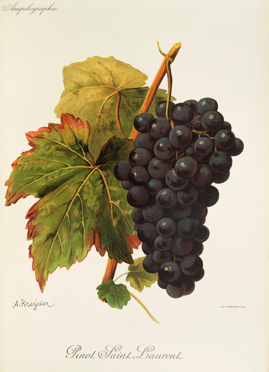 Hrozna Pinot Saint Laurent od A. Kreydera od Alexis Kreyder