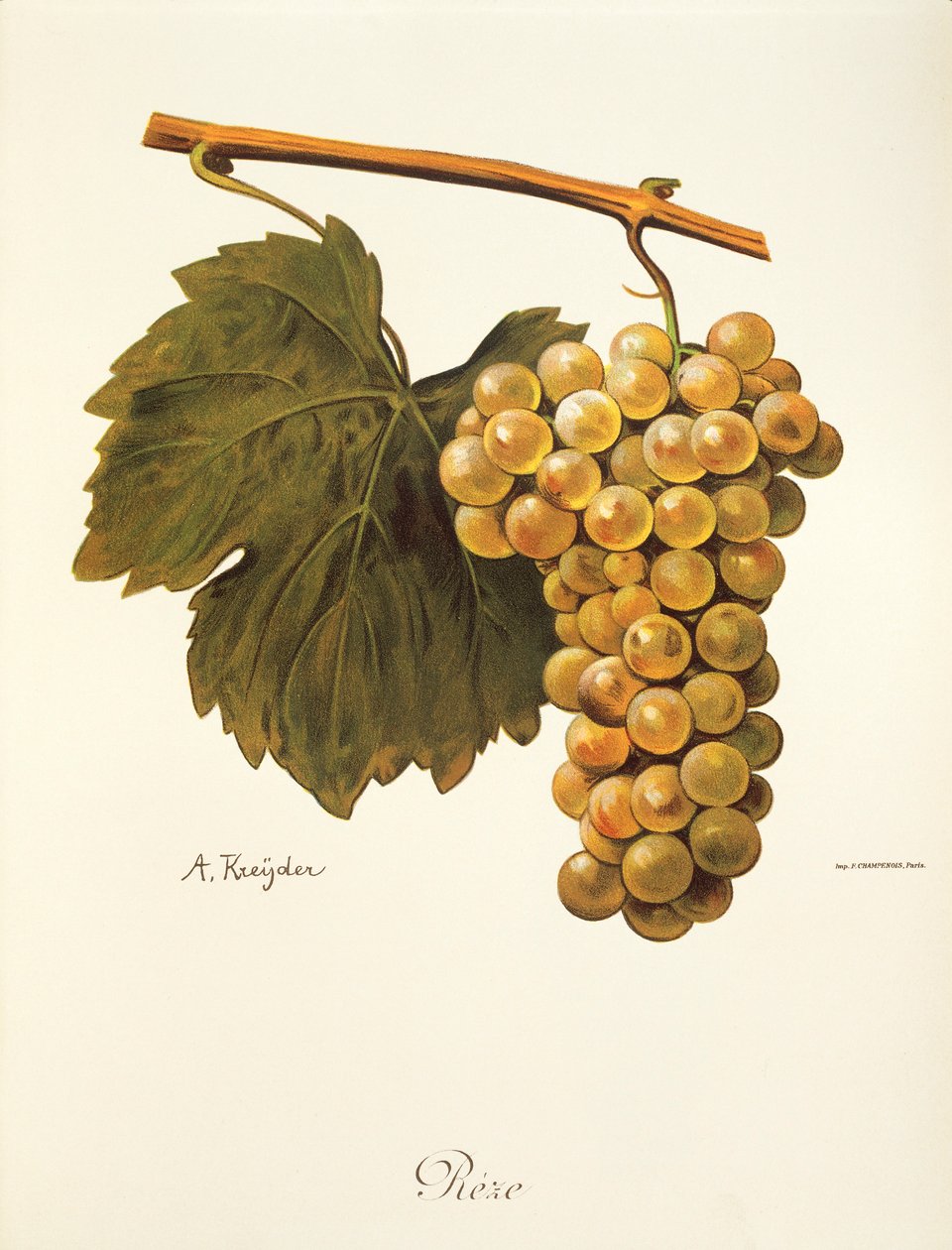 Řeze grape by A. Kreyder od Alexis Kreyder