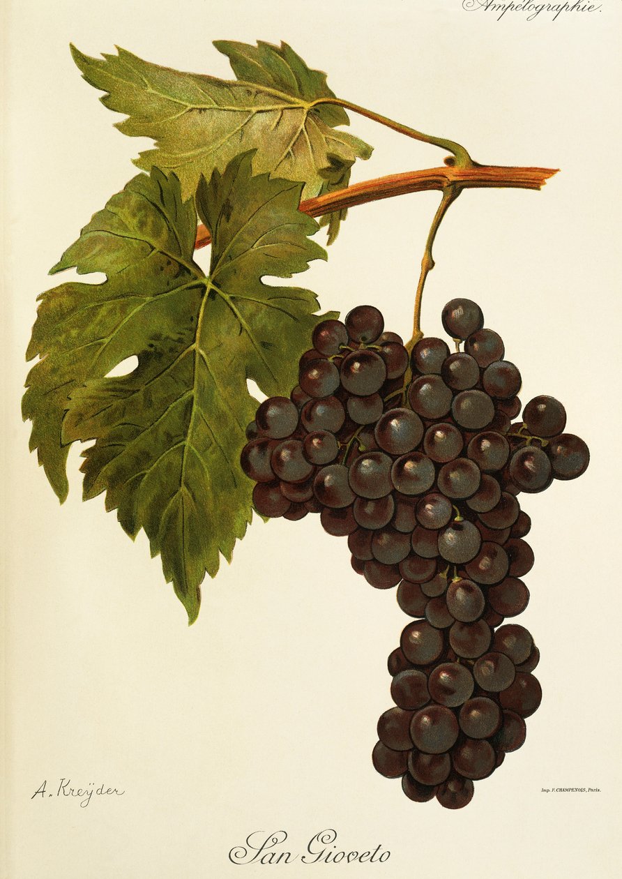 San Gioveto grape by A. Kreyder   1414443   cs       czech Successfully Translated  Original: In Mirror Translat: In Mirror 1413077 cs czech Successfully Translated Original: Rustende vorst onder een boom Translat: Rustende vorst onder een boom 1394056 cs  od Alexis Kreyder