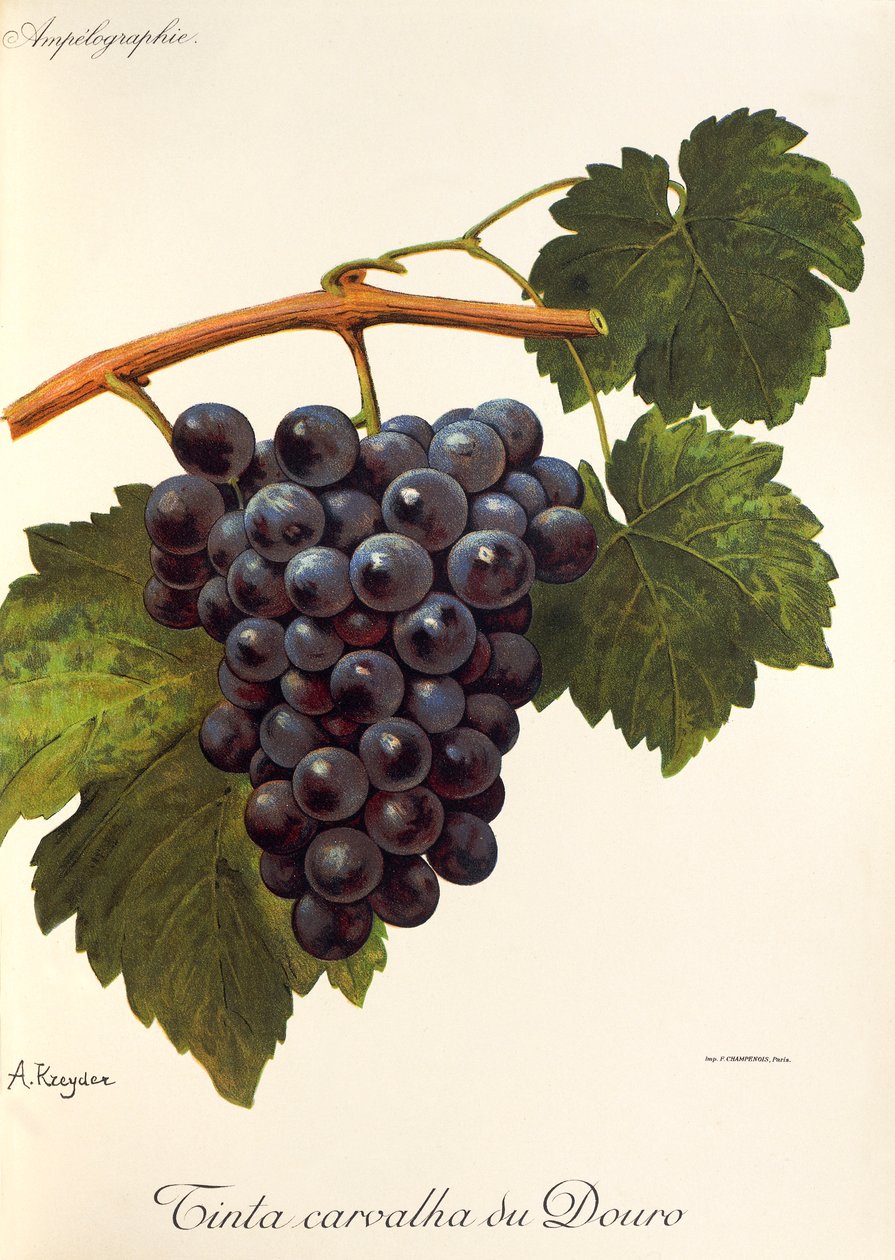 Carvalha du Douro hroznová barva od A. Kreydera od Alexis Kreyder