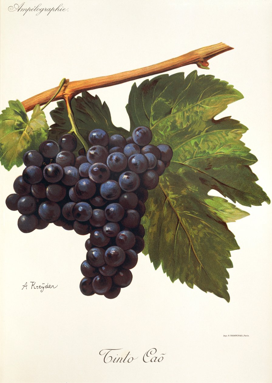 Hrozen Tinto Cao od A. Kreydera od Alexis Kreyder