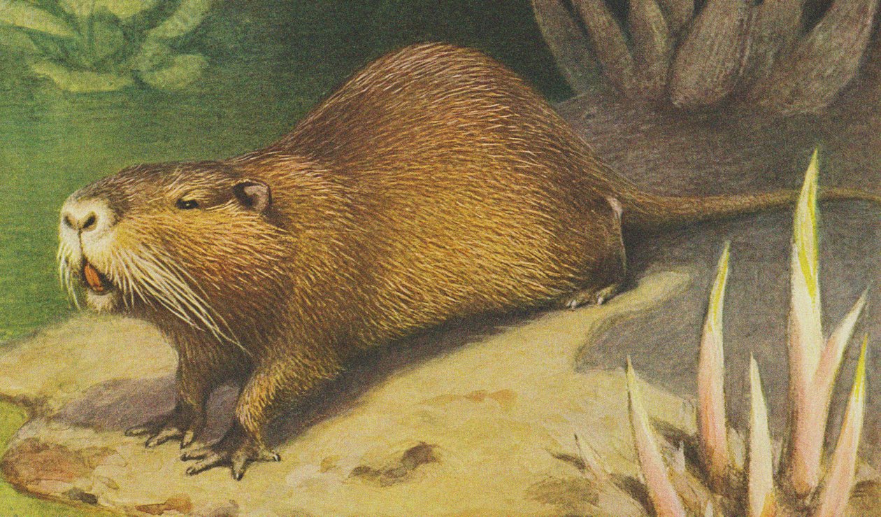 Coypu kolem roku 1900 od Alfred Brehm