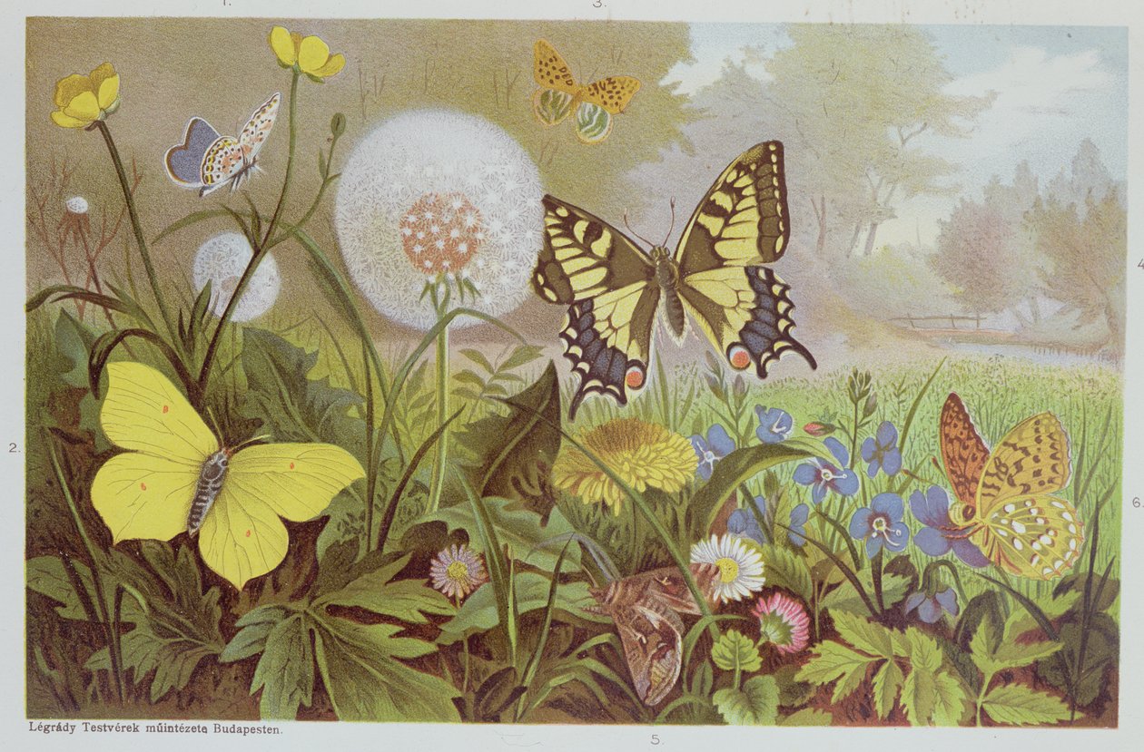 Motýli, ilustrace z maďarské přírodopisné knihy, kolem roku 1900 od Alfred Brehm