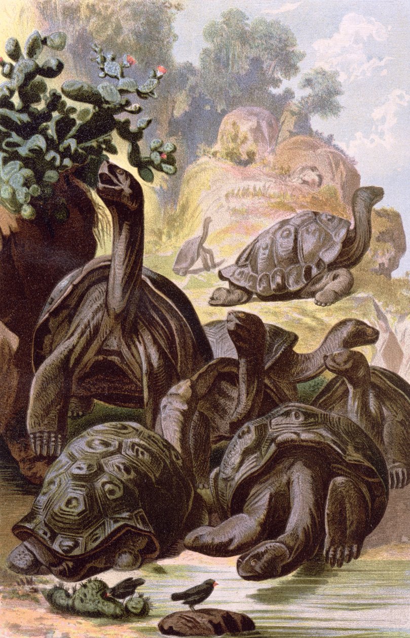 Želvy obrovské z Galapág, z přírodopisné knihy, 1887 od Alfred Brehm