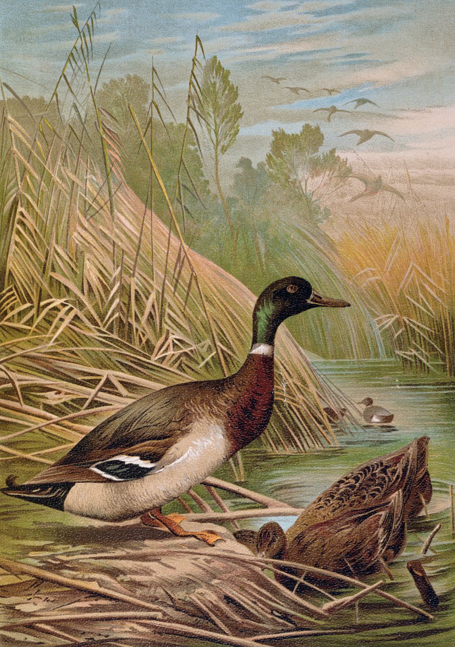 Kachna divoká, ilustrace z maďarské přírodopisné knihy, 1904 od Alfred Brehm