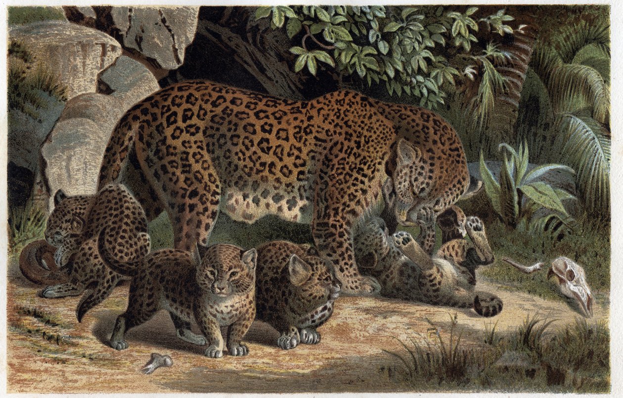 Panthere a jeho mláďata - Panthera, z „Brehmova života zvířat“ (rytina) od Alfred Brehm