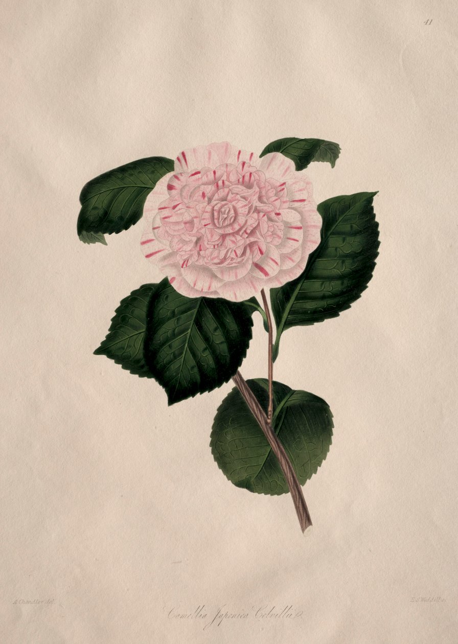 Ilustrace a popisy...přírodního řádu Camellieae: č. 41 od Alfred Chandler