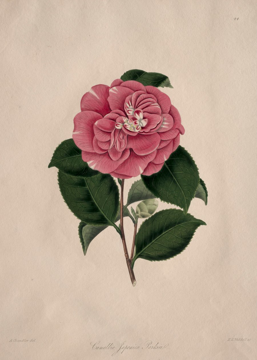 Ilustrace a popisy...přírodního řádu Camellieae: č. 44 od Alfred Chandler
