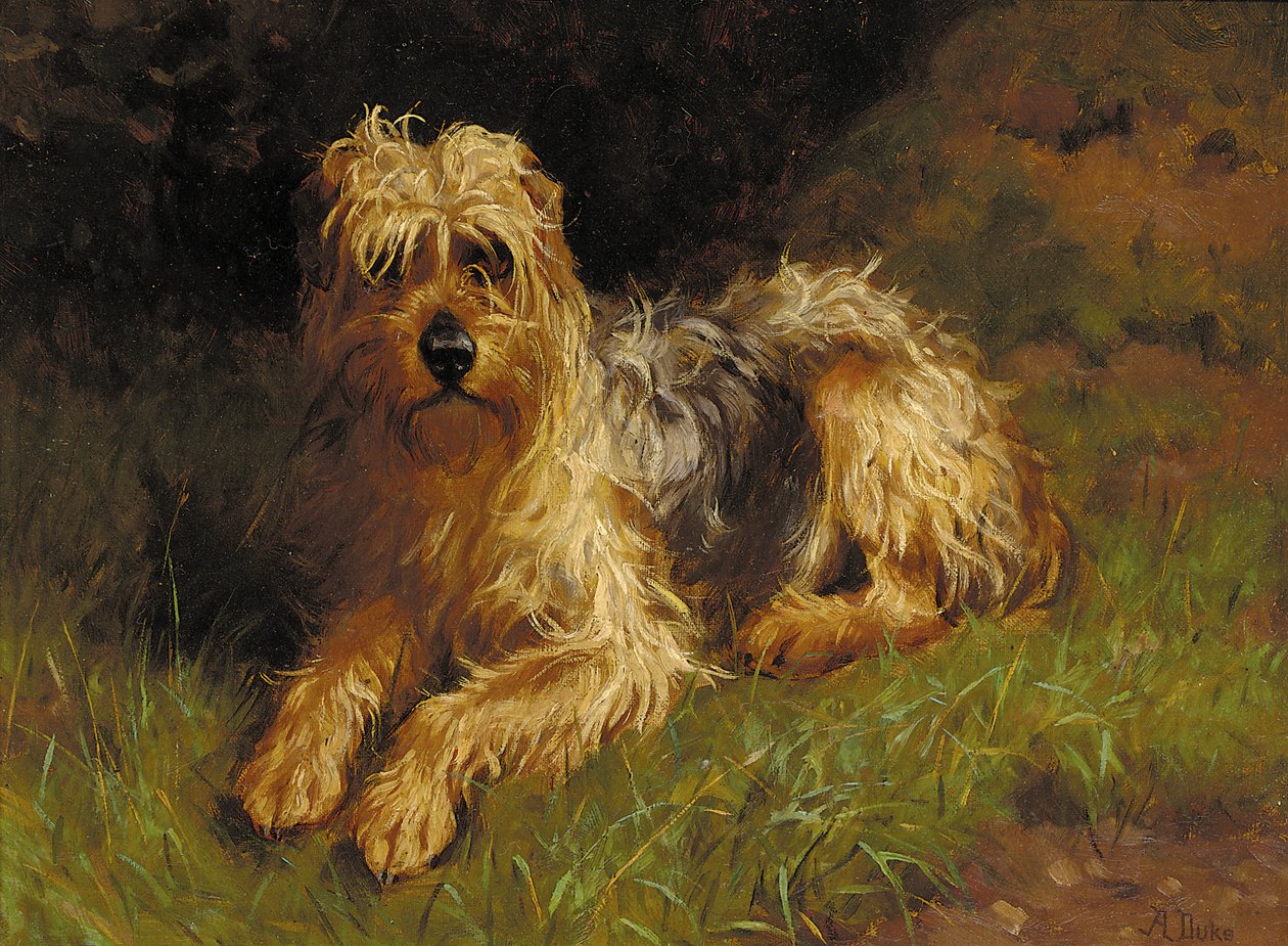 Soft Coated Wheaten Terrier od Alfred Duke