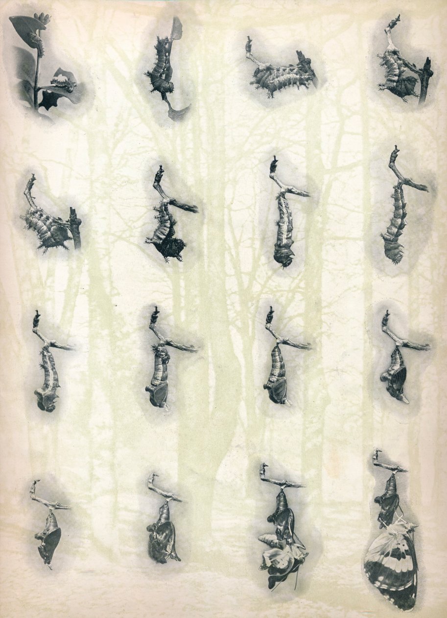 The Evolution of a Caterpillar, c1910, 1911 od Alfred Harold Bastin