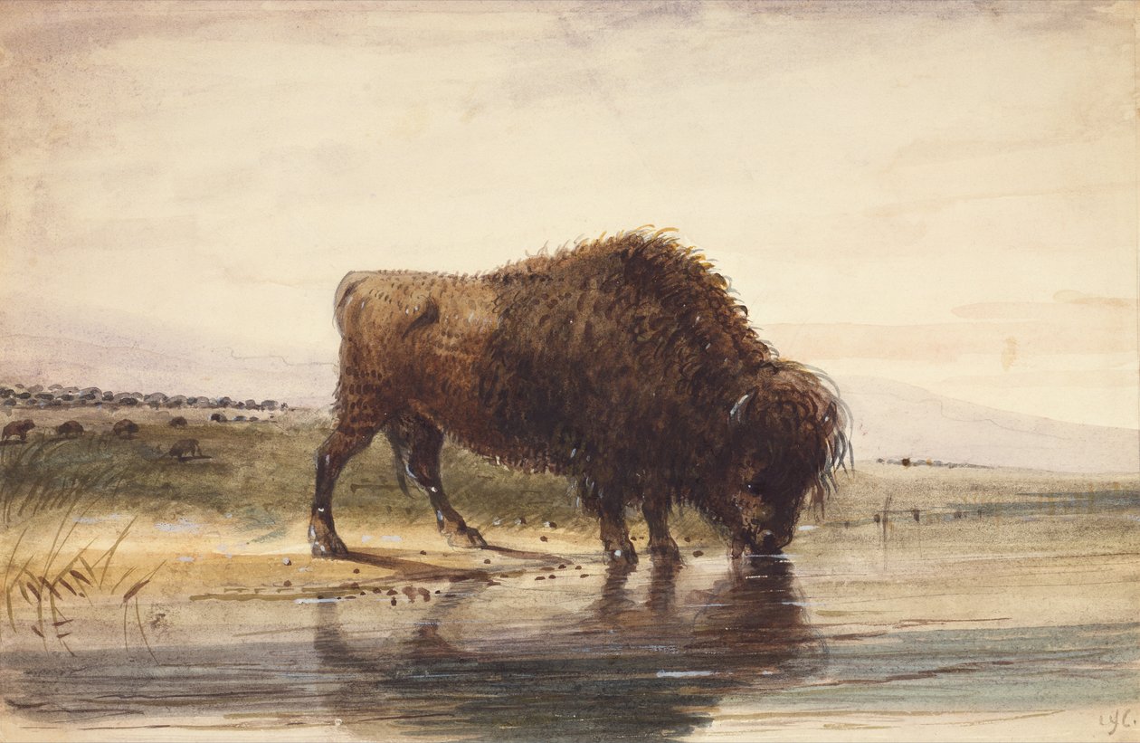 Bull Buffalo, cca 1837 (akvarel na papíře) od Alfred Jacob Miller