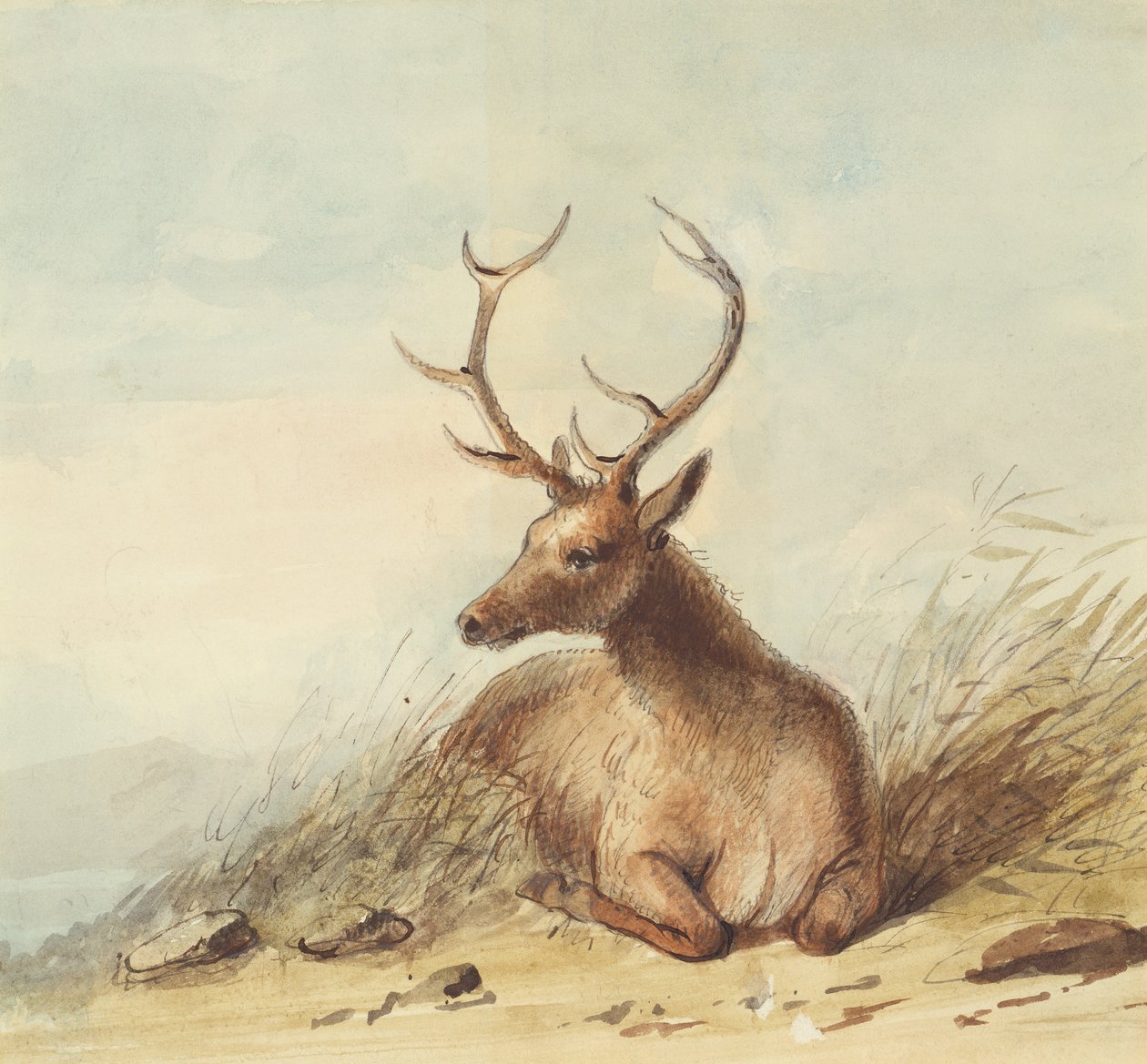 Elk, Rocky Mountains, cca 1837 (tužka, pero, inkoust a akvarel na papíře) od Alfred Jacob Miller