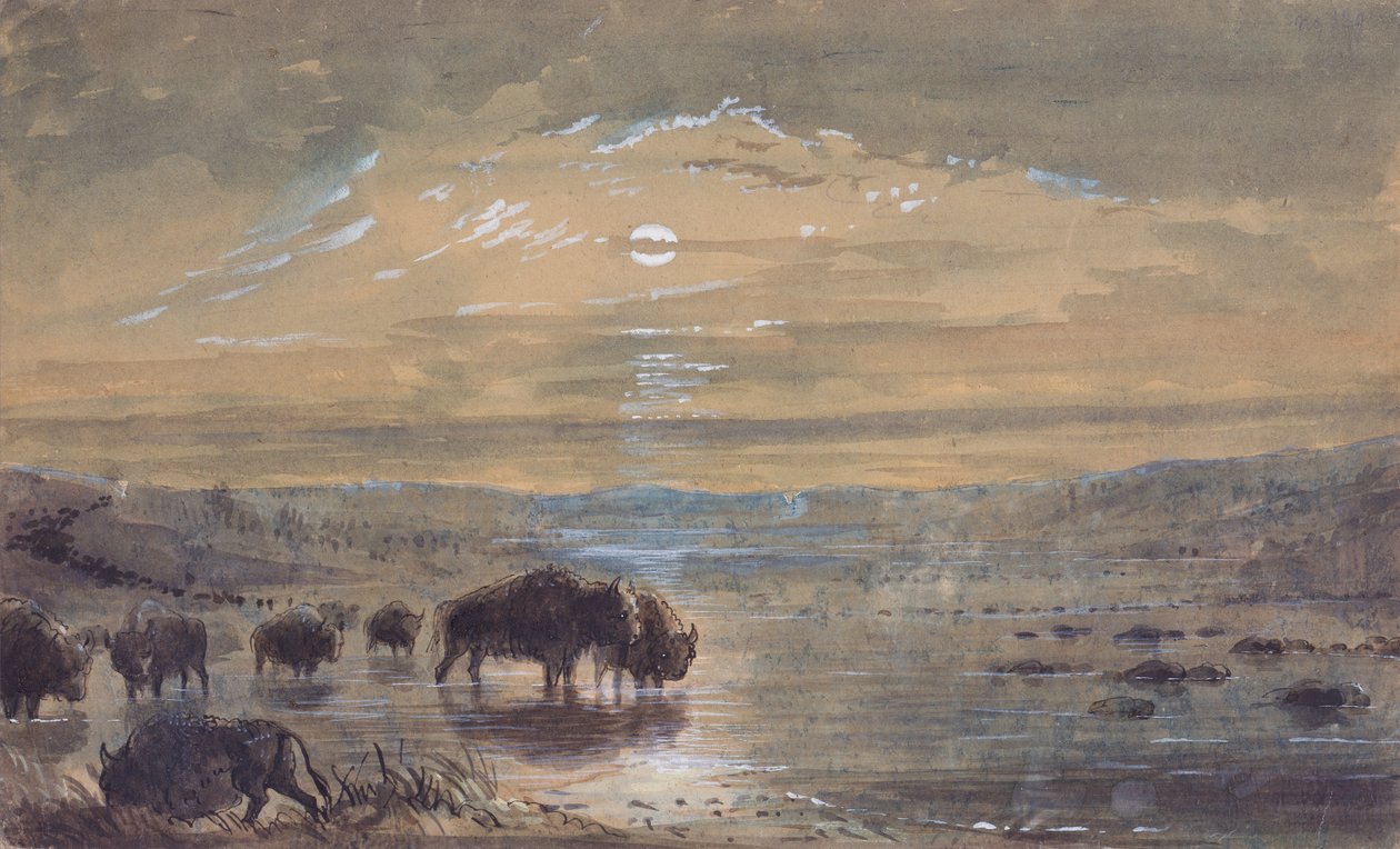 Noční scéna, Buffaloes on the Prairie, c.1837 (akvarel na papíře) od Alfred Jacob Miller