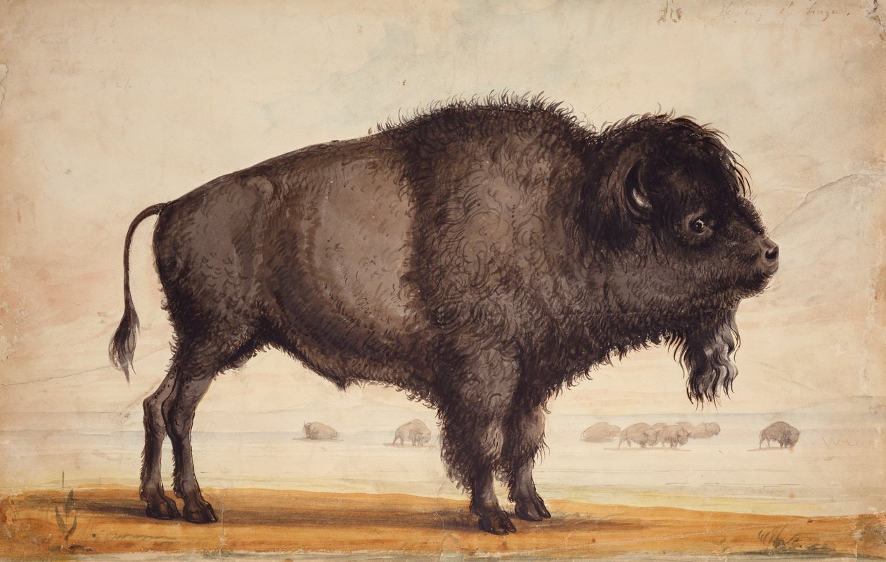 Scenting the Breeze, c.1837 (akvarel na papíře) od Alfred Jacob Miller