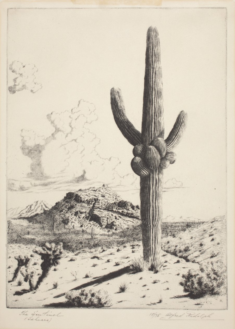 The Sentinel (Sahuaro) (lept a akvatinta) od Alfred Rudolph Waud