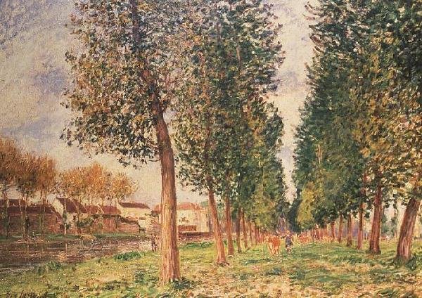 Poplar Avenue v Moret, zamračený den, ráno od Alfred Sisley