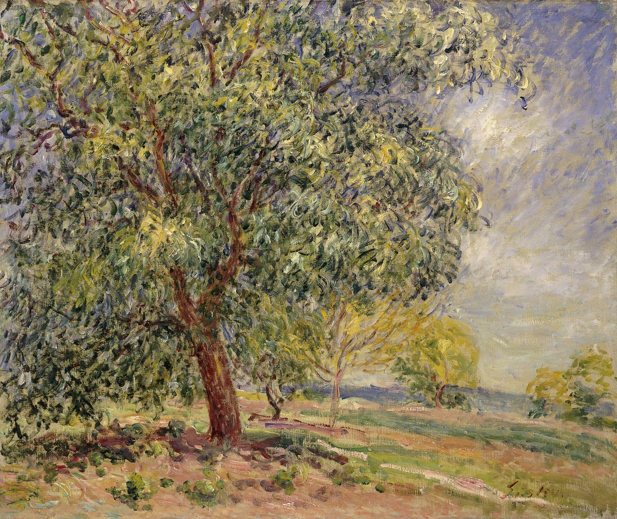 Ořešák v Sablons na jaře; Ořešáky v Sablons, jaro, 1885 od Alfred Sisley