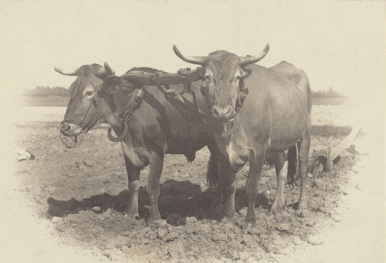 Idyla od Alfred Stieglitz