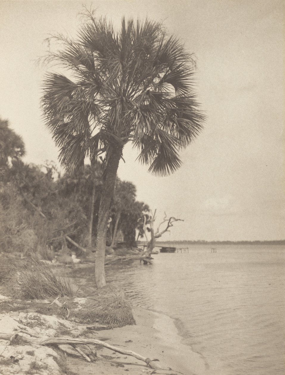V Rockledge na Floridě od Alfred Stieglitz