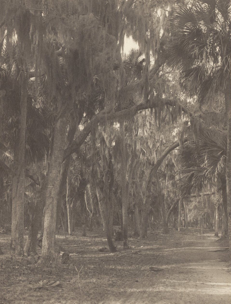 V Rockledge na Floridě od Alfred Stieglitz