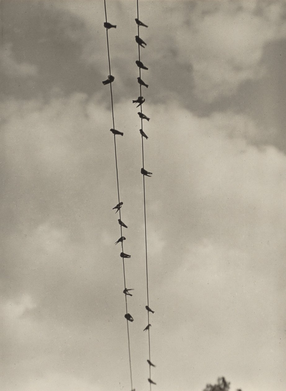 Ptáci od Alfred Stieglitz