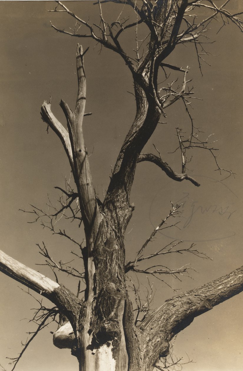 Dying Chestnut Tree (verso) od Alfred Stieglitz