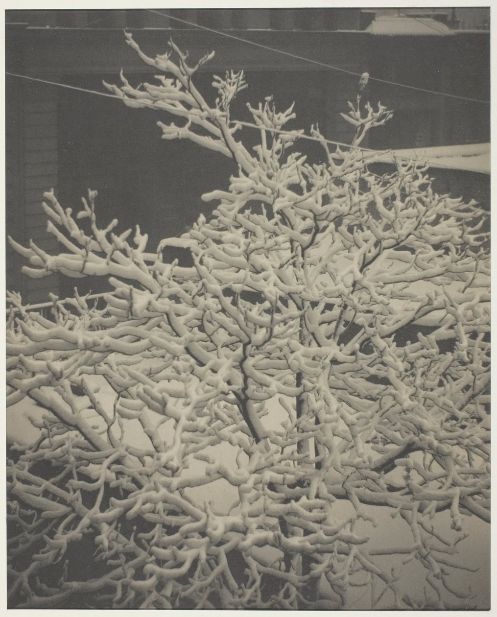 Ze zadního okna "291" zasněžený strom, dvorek od Alfred Stieglitz