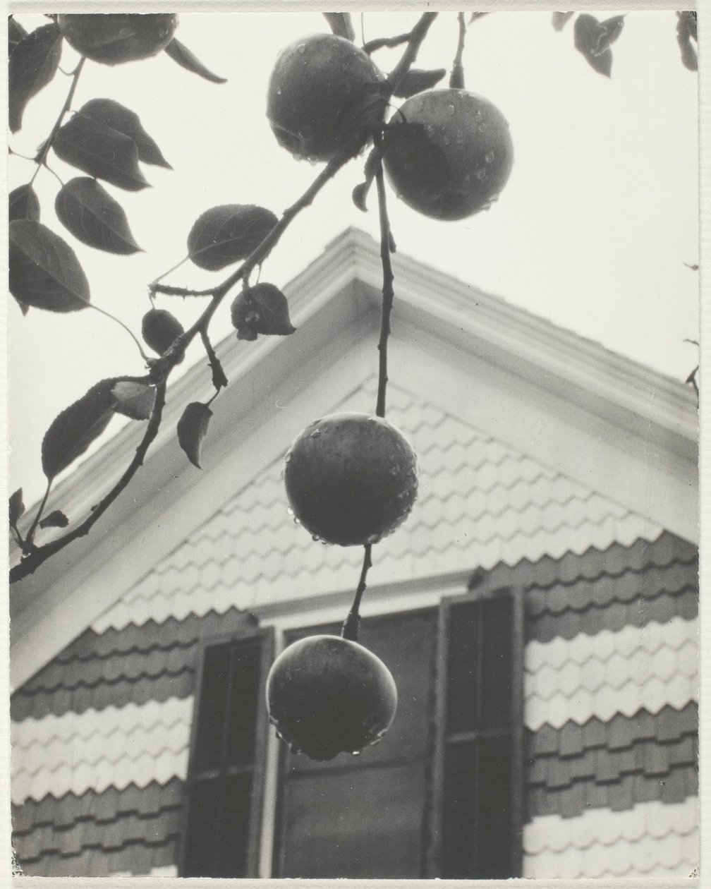 Gable a jablka od Alfred Stieglitz