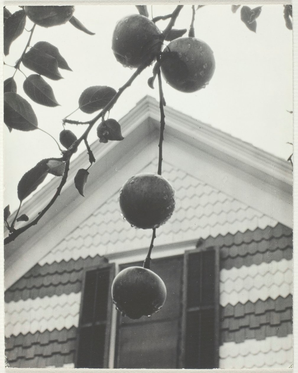 Gable and Apples, 1922. od Alfred Stieglitz