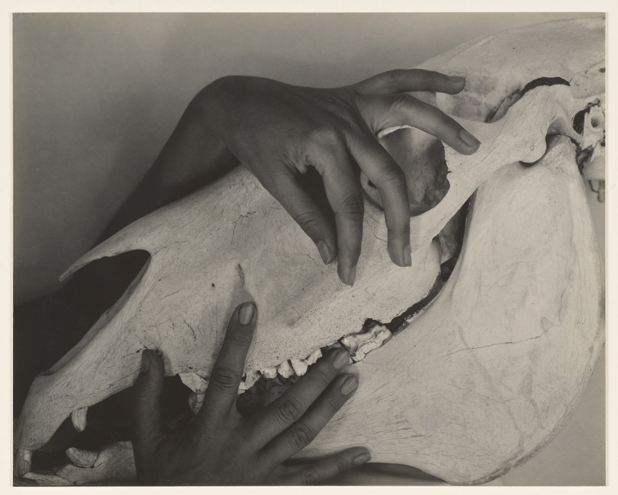 Georgia O’Keeffe – Ruce a koňská lebka od Alfred Stieglitz