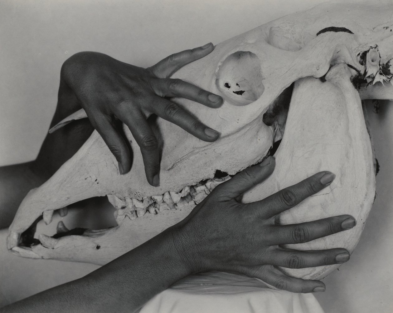 Georgia O’Keeffe – Ruce a koňská lebka od Alfred Stieglitz