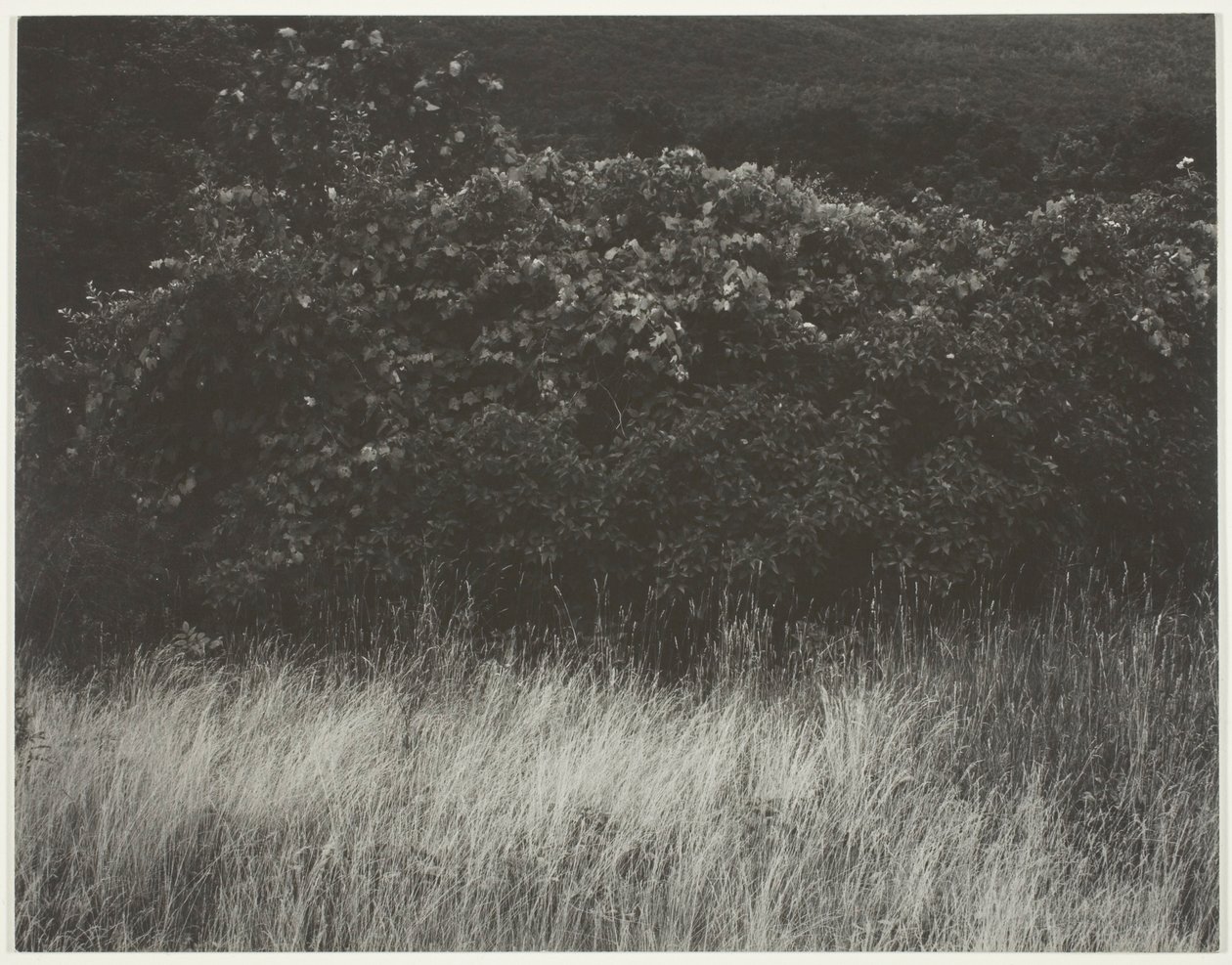 Živý plot a trávy - Lake George od Alfred Stieglitz
