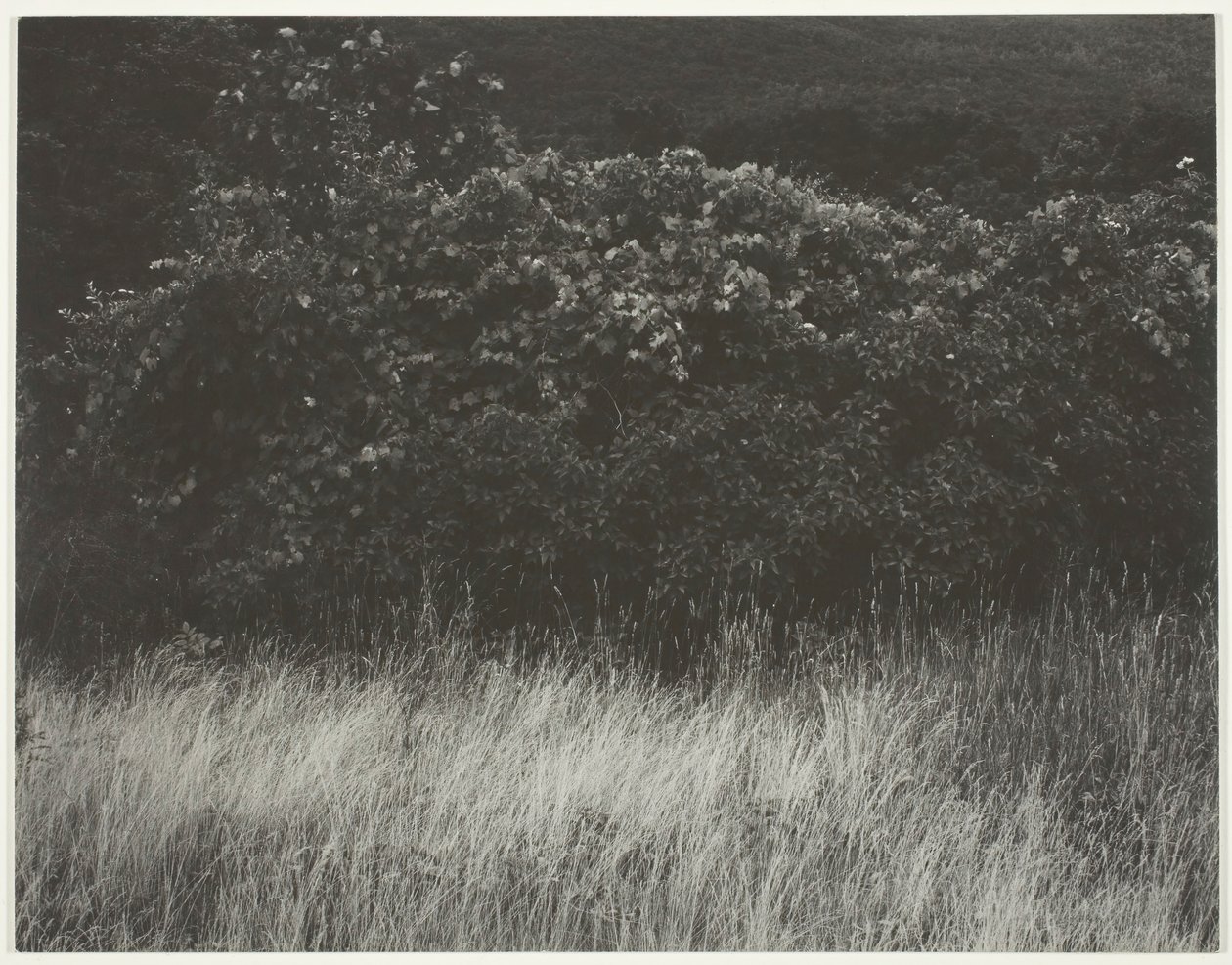 Živý plot a trávy - Lake George, 1933. od Alfred Stieglitz