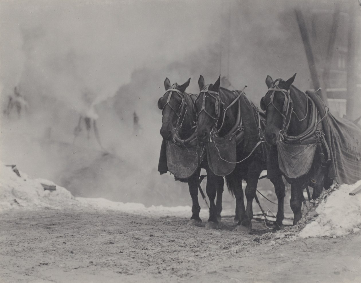 Koně, New York od Alfred Stieglitz