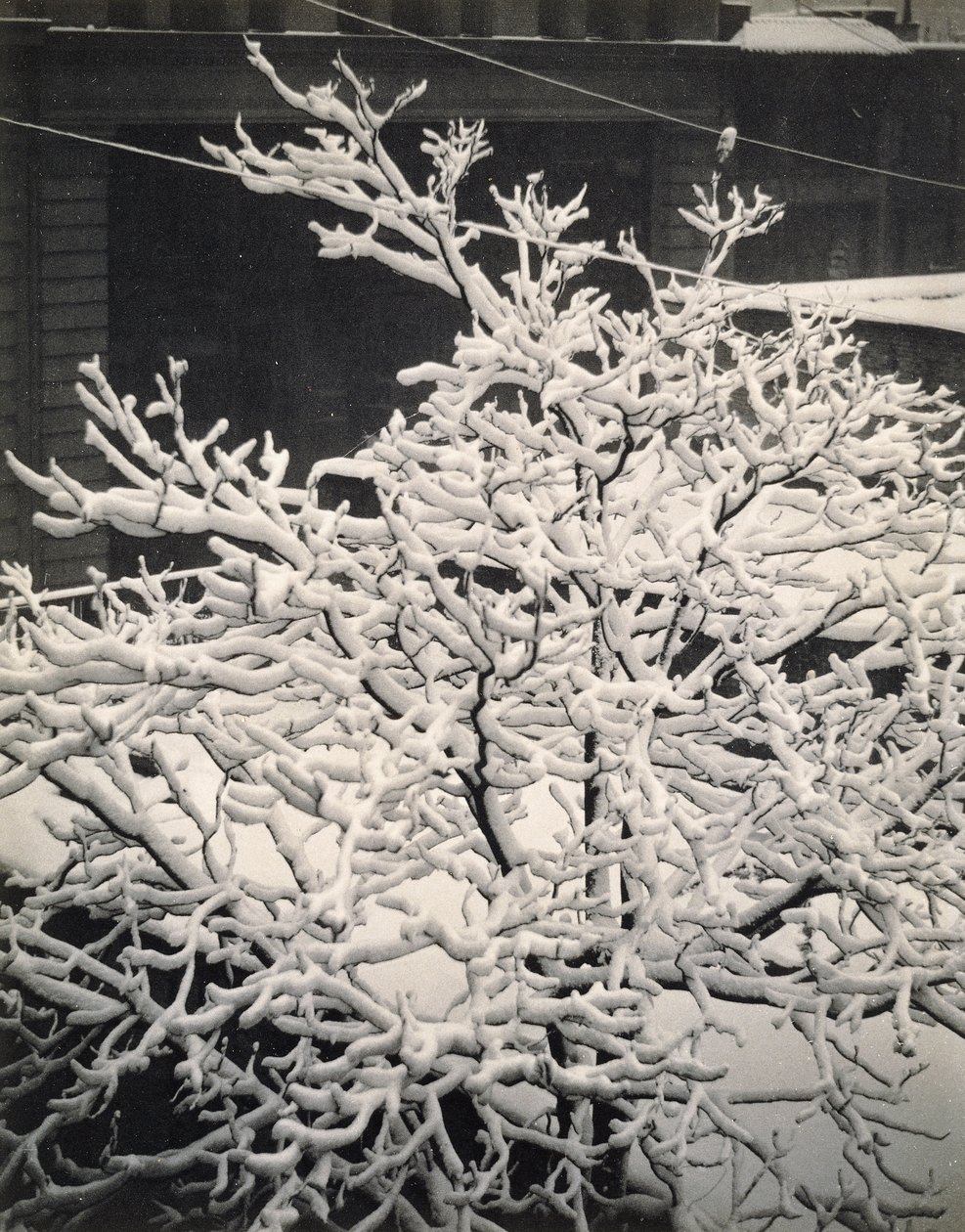 Z okna - 291 - N.Y. od Alfred Stieglitz