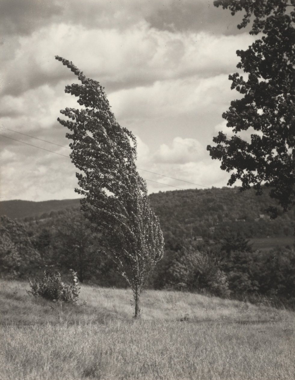 Poplar – Lake George od Alfred Stieglitz