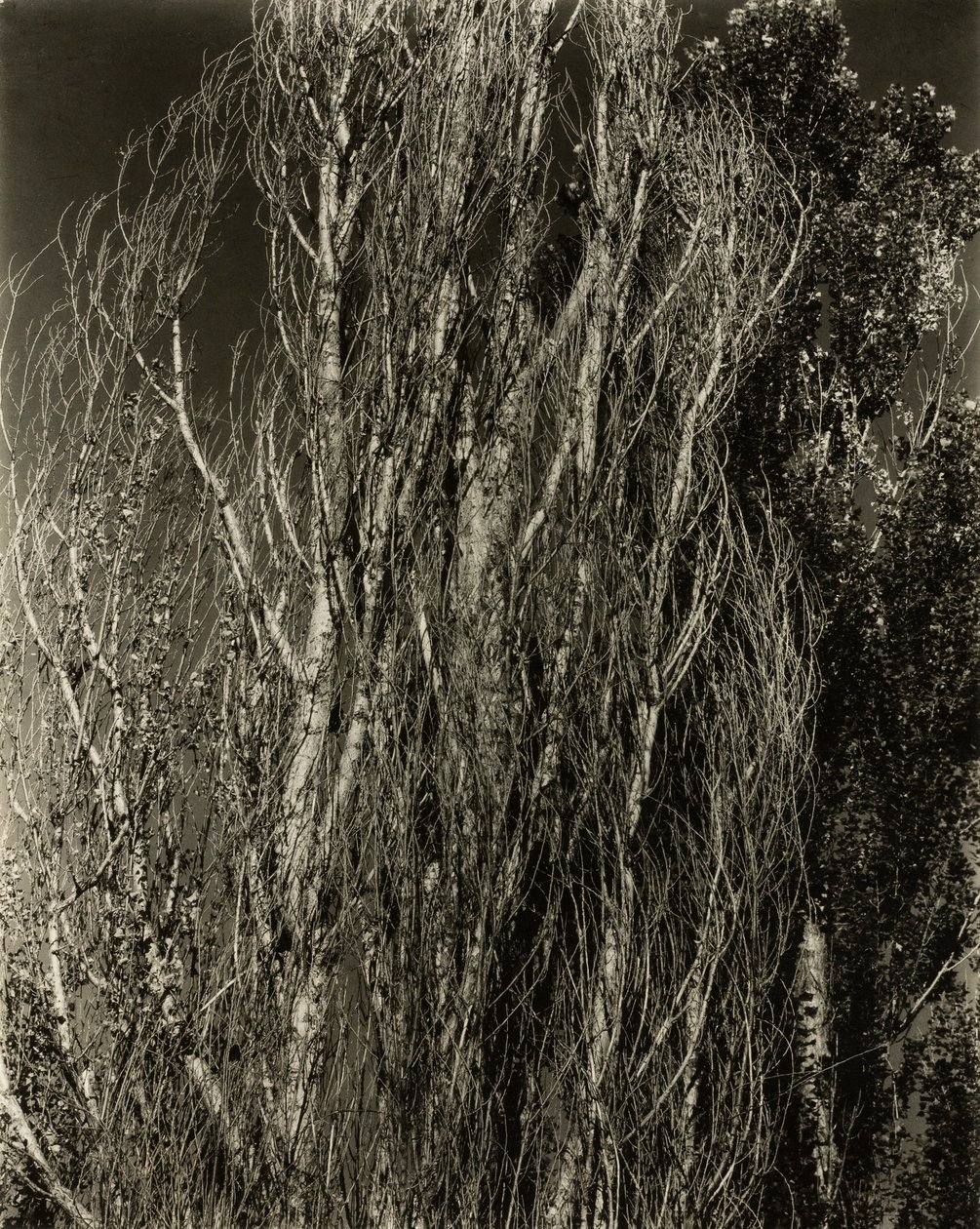 Topoly — jezero George od Alfred Stieglitz