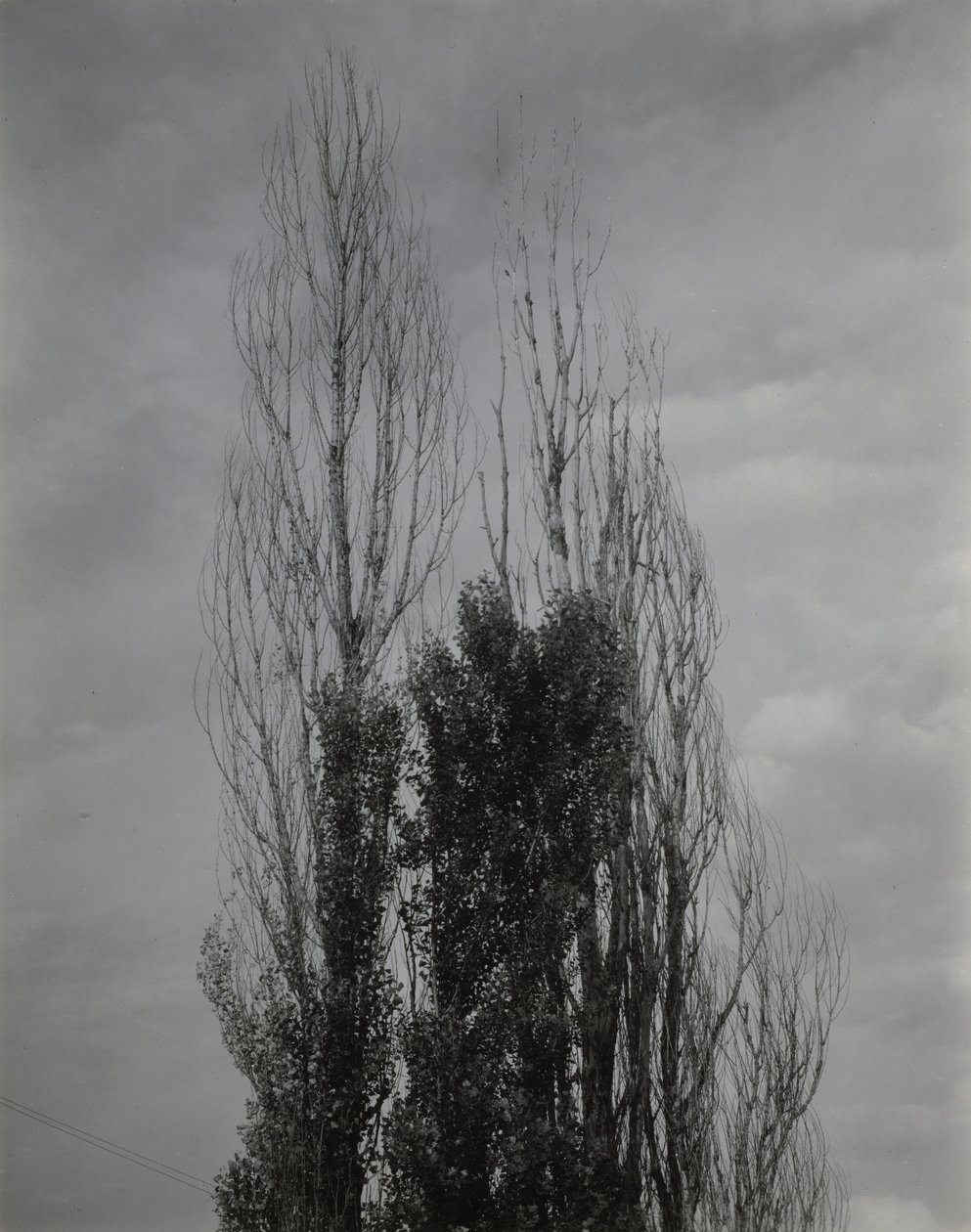 Topoly – Lake George od Alfred Stieglitz