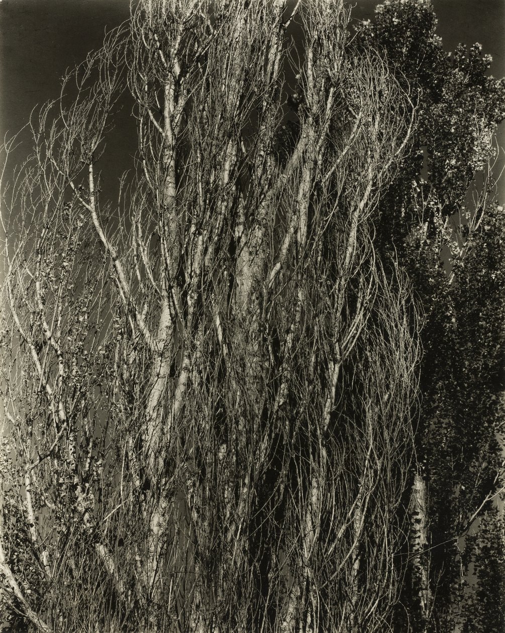 Topoly - jezero George od Alfred Stieglitz