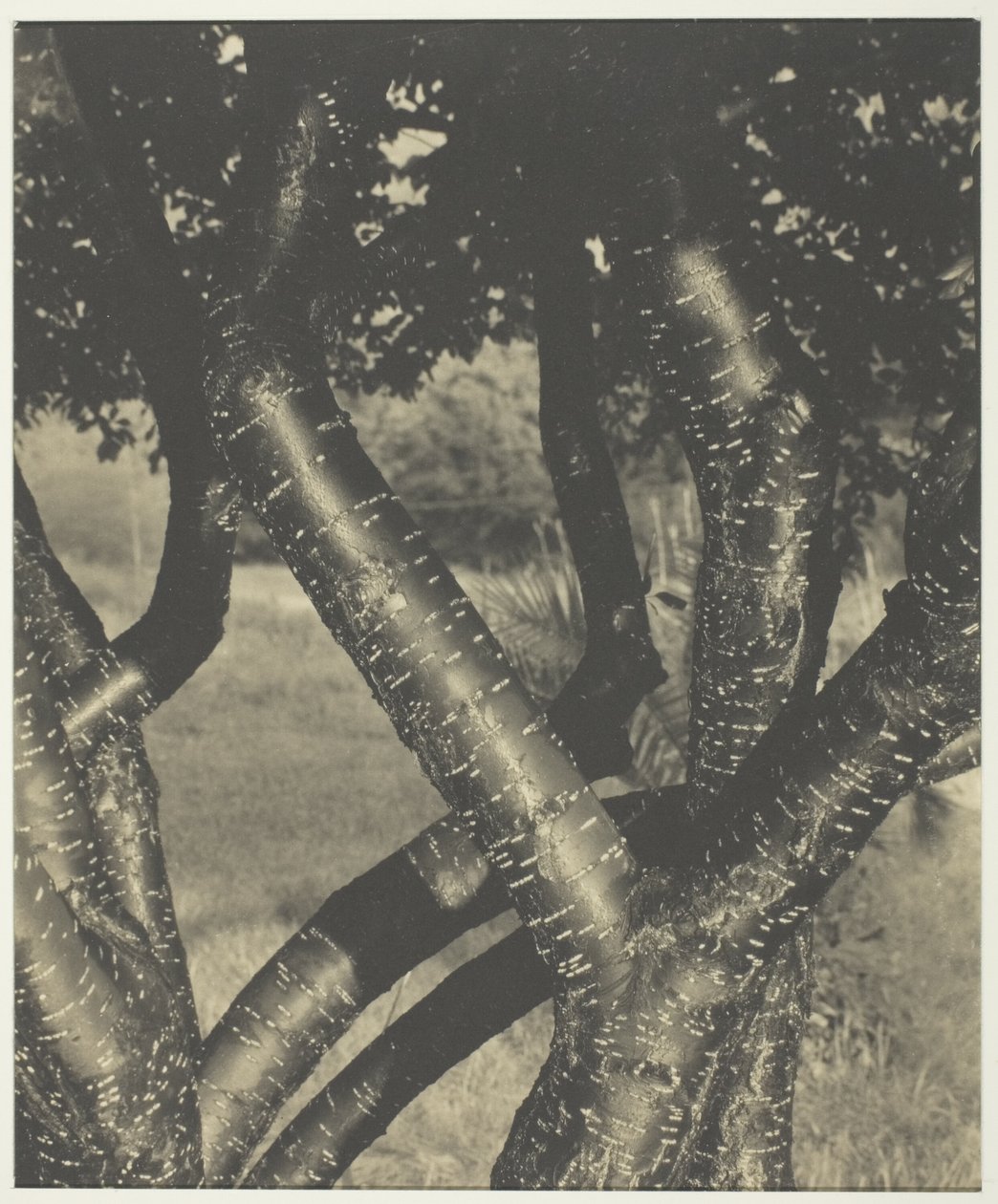 Tančící stromy od Alfred Stieglitz