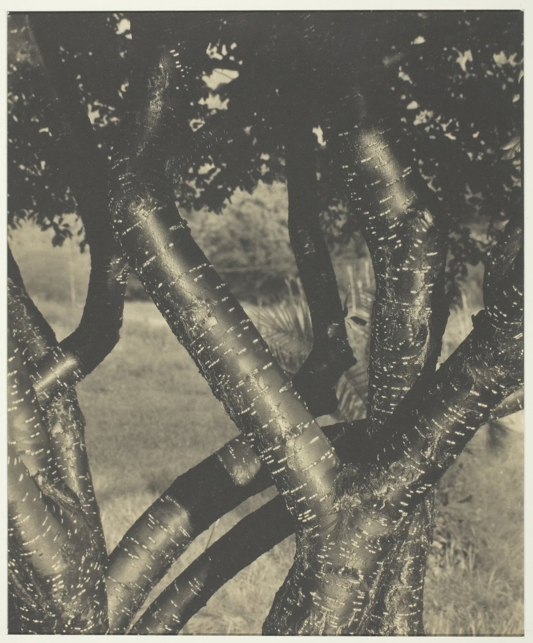 Tančící stromy, 1922. od Alfred Stieglitz