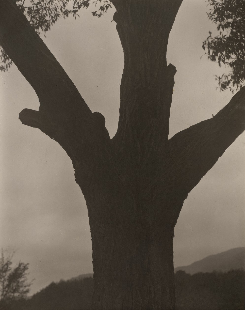 Umírající kaštan od Alfred Stieglitz