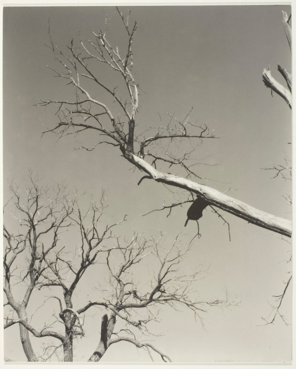 Umírající kaštan - můj učitel od Alfred Stieglitz