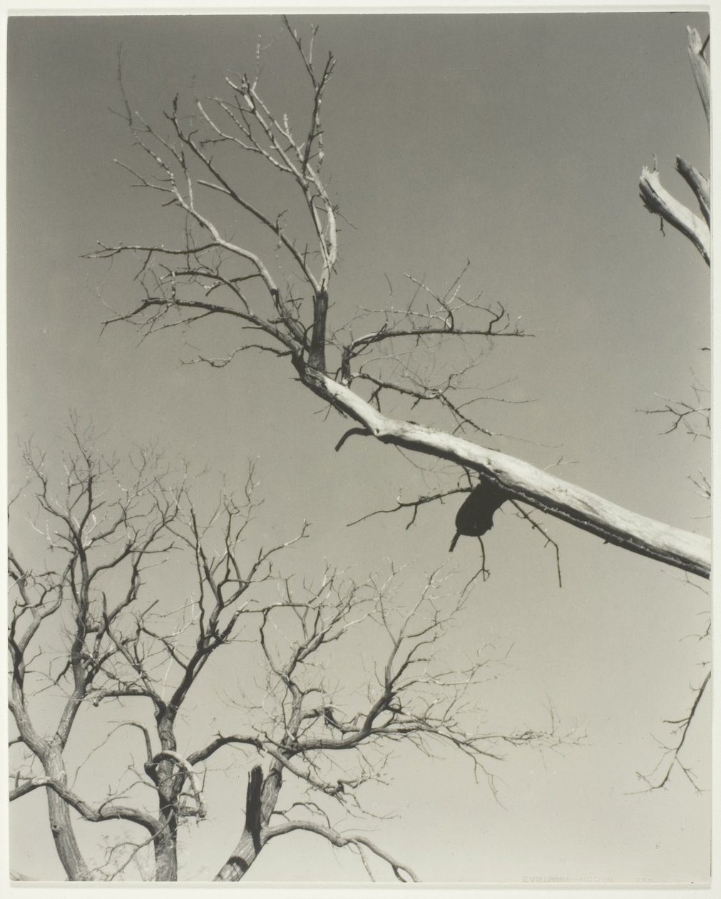 Umírající kaštan - můj učitel od Alfred Stieglitz