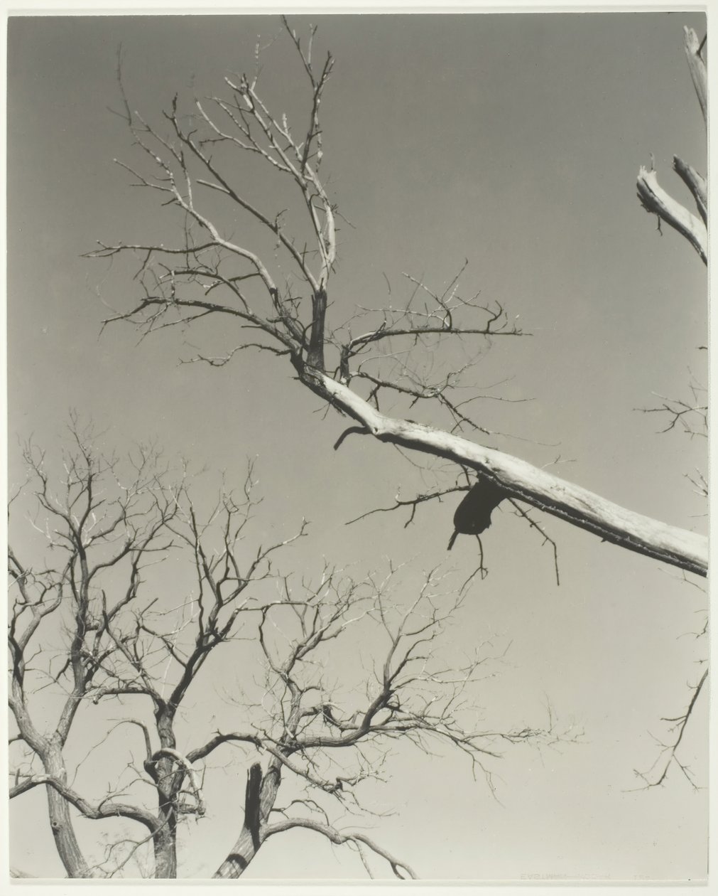 Umírající kaštanovník — můj učitel, 1927. od Alfred Stieglitz