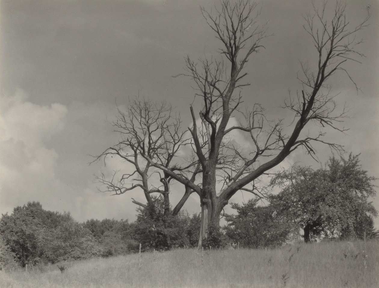 Umírající kaštan od Alfred Stieglitz
