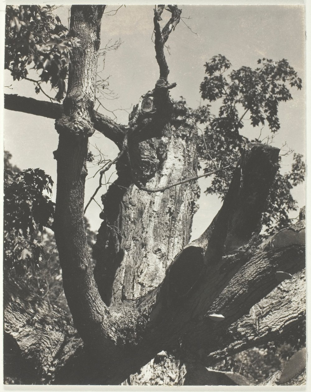 Starý javor – jezero George od Alfred Stieglitz