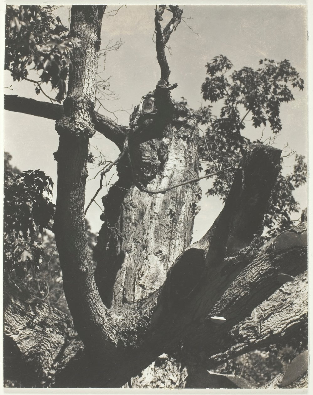 The Old Maple - Lake George, 1926. od Alfred Stieglitz