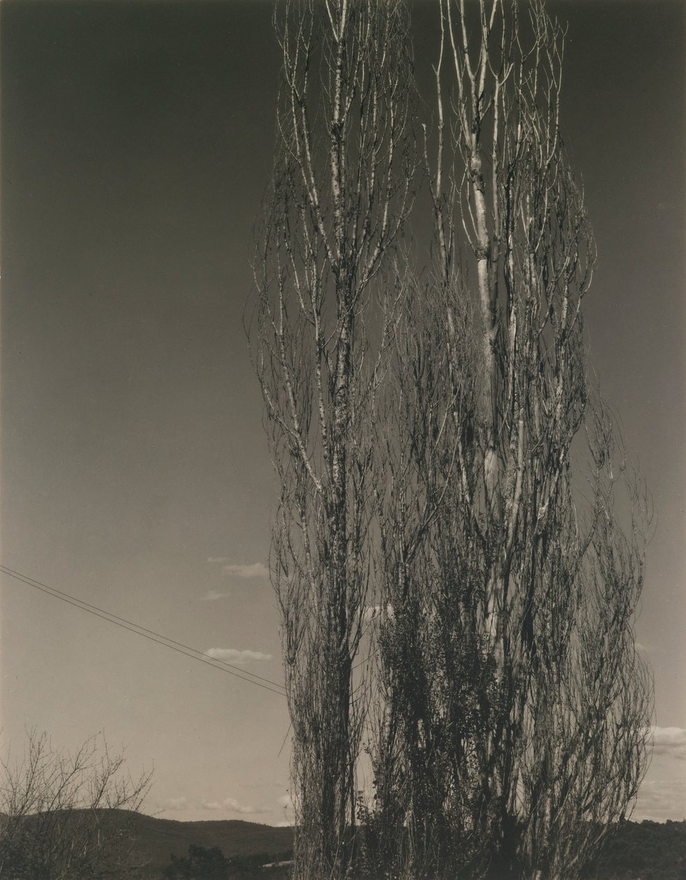 Dva topoly, jezero George od Alfred Stieglitz