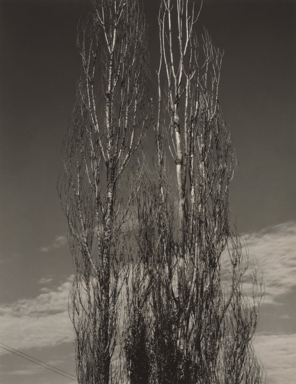 Dvě topoly, jezero George od Alfred Stieglitz